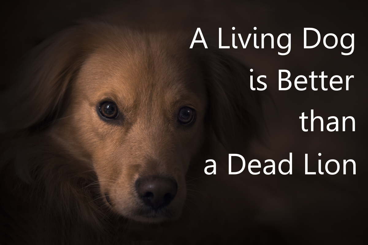 Wednesday Night - "A Living Dog is Better than a Dead Lion"